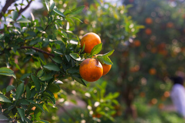 Male farmer harvest picking fruits in orange orchard.orange tree