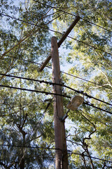 Power poles