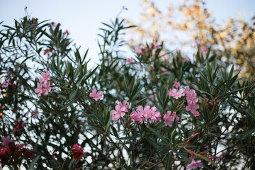 Blooming pink oleander flowers or nerium in garden. Selective focus. Blossom in summer time.