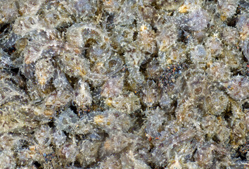 A Huge group of sea hares (Stylocheilus striatus) feeds on sea grass. Mcro underwater world of Tulamben, Bali, Indonesia.