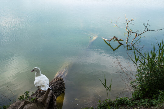Lago Telese