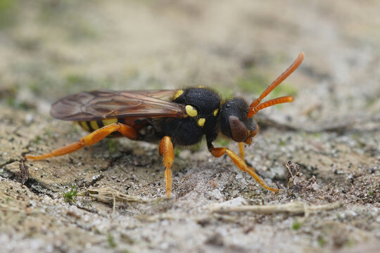 Closeup of a female Painten Nomad bee, Nomada fucata standing on the wood