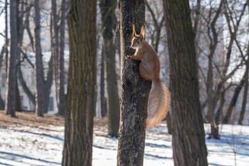 squirrel on a tree