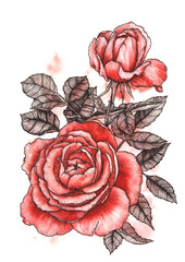 Decorative hand drawn rose flower, design element. Can be used for cards, invitations, banners, posters, print design. Graphic and watercolor elements.