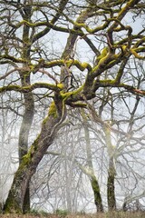 Knorrige Eiche im Herbstnebel