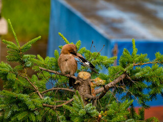 Obraz premium Eurasian jay on a branch