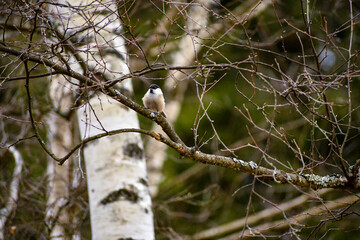 Marsh tit on a branch