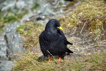 Vogel, Amsel, Federkleid, Schnabel, Federn, Flügel, Kopf, beobachten, schwarz, Männchen, Beine,...