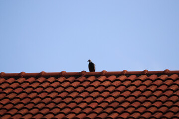 A pigeon perched on the roof tiles orange color alone