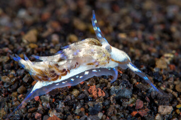 A rare tiny sea slug - Godiva sp. Its body length is only 10mm. Macro underwater life of Tulamben, Bali, Indonesia.