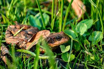 Frog in the grass