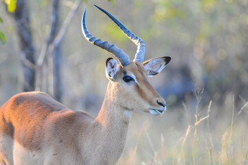 Portrait of a male impala (Aepyceros melampus) eating grass, Africa