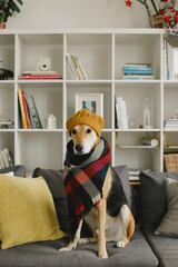 Brown and black rescue dog sitting on the couch wearing a mustard yellow beanie and a scarf