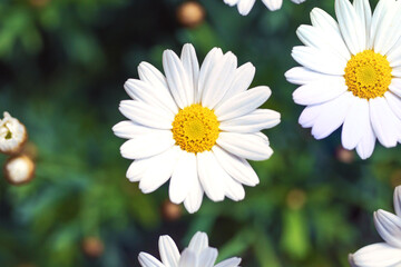 Fototapeta premium White Daisy flowers, Chamomiles background top view, spring nature,flowers background modern design