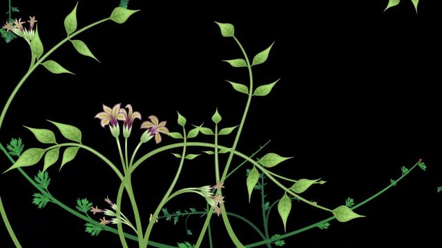 Growing plants, loop-able from 20:00 to end. Flowers and vines animation on black background. Overgrown, entwined foliage illustration.