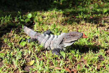 Mexican iguana ( black spiny-tailed iguana, black iguana) basking in sun on the green grass in Playa del Carmen, Riviera Maya, Quintana Roo, Mexico