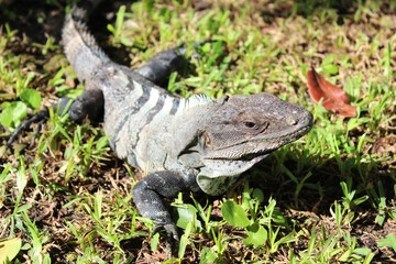 Mexican black iguana ( black spiny-tailed iguana) basking on the sun on the green grass in Playa del Carmen, Riviera Maya, Quintana Roo, Mexico