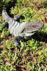 Mexican iguana ( black spiny-tailed iguana, black iguana) basking in sun on the green grass in Playa del Carmen, Riviera Maya, Quintana Roo, Mexico