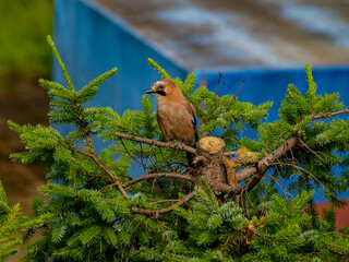 Eurasian jay on a branch