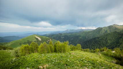 Fototapeta na wymiar landscape with green flowering meadows, coniferous forest and mountain peaks, cloudy sky with clouds in the background