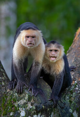 Two Capuchin monkeys sitting in a tree in the Costa Rican jungle