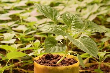 Pepper seedlings for greenhouse oraganic production, closeup of one pepper plant