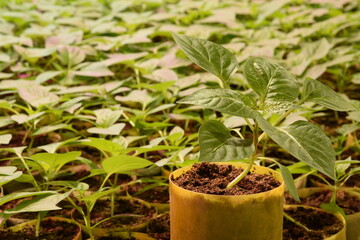 Pepper seedlings for greenhouse oraganic production, closeup of one pepper plant