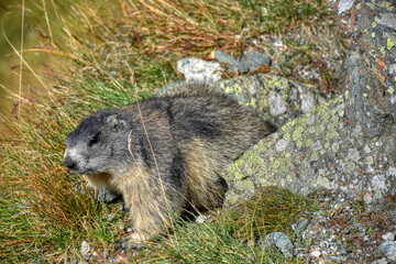 Murmeltier, Murmeltiere, putzig, Munggen, Mankei, Erdhörnchen, Marmota, Alpenmurmeltier, Gebirge,...