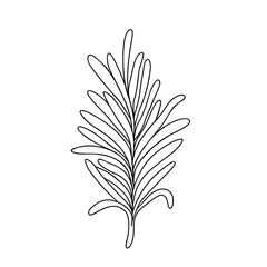 Rosemary plant herb of Provence aromatic spice organic food, simple hand drawn black and white vector illustration for menu, food, medical, gardening design
