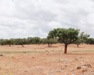 Fototapeta premium Olive trees in Alentejo, Portugal