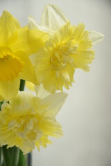Fototapeta premium Daffodils bouquet for background with a copy space
