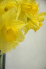 Daffodils spring coming vertical background