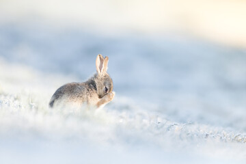 Rabbit on frosty morning