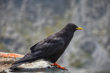 Vogel, Amsel, Federkleid, Schnabel, Federn, Flügel, Kopf, beobachten, schwarz, Männchen, Beine,...