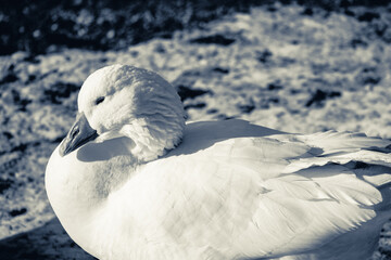 Selective focus shot of a white goose in dim colors