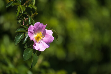 Close-up of a pink bush rose blooming in front of a green background 