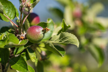 Macro of a still growing apple on a tree in spring 