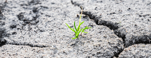 Macro shot of earliest braird on eroded land. Ecology concept. Rising sprout on dry ground. Green plant growing from cracked earth. New life. Concept of global warming.