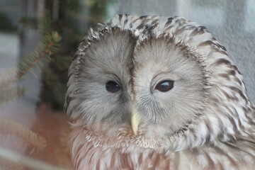 portrait of an owl