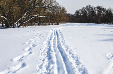 A cross-country ski trail runs next to the forest. Winter forest and trees