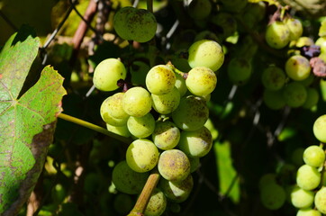 Grapes white wine on tree with branch and green background