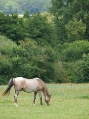 Obraz premium Pony On Summer Grazing