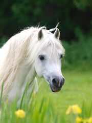 Obraz na płótnie Canvas Welsh Pony Stallion