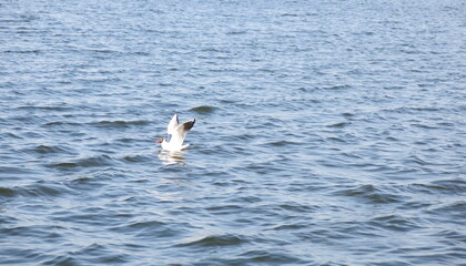 A gull floating on the lake water with raised white wings.
