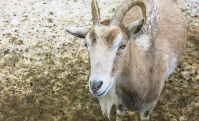 Naklejka na ściany i meble The look of a brown goat with horns and a goatee.