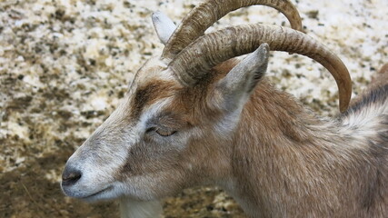 Naklejka na ściany i meble Close-up of the goat's head. with big horns and a goatee.