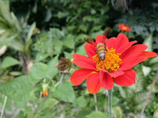 Red Mexican sunflower in the garden and bees that are sucking pollen.