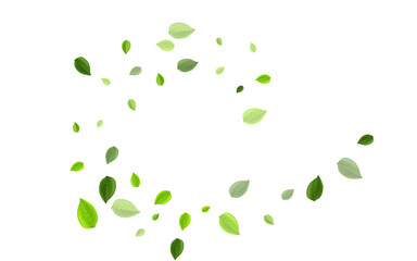 Lime Greens Falling Vector Template. Tea Leaf