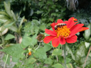 The bees are sucking the pollen of a red Mexican sunflower in a lush garden.