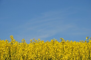 Rapeseed field in spring, blooming yellow canola flowers closeup, blue sky background